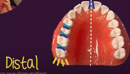 What is Distal in Dental?