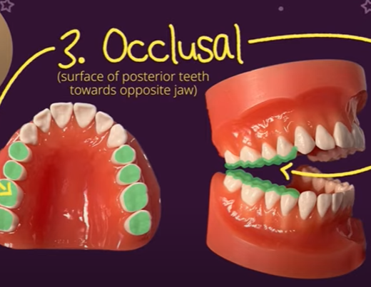 What is Occlusal in dentistry