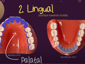 What is a Lingual in Dental