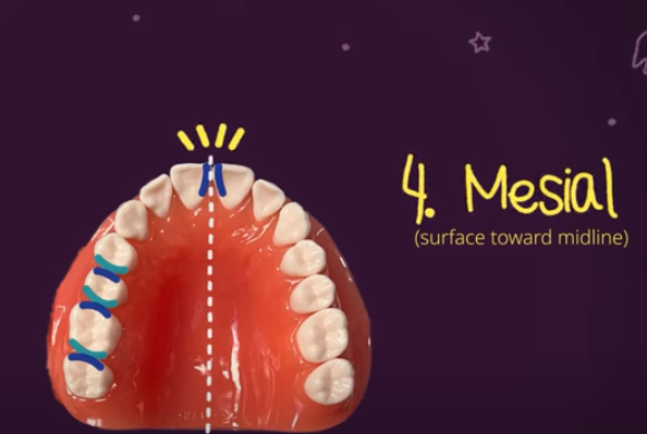 What is Mesial in Dental?